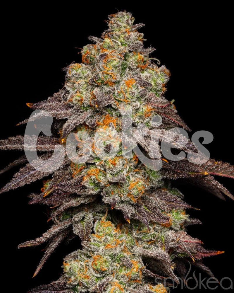 cookies cannabis seeds big z 29729146470502