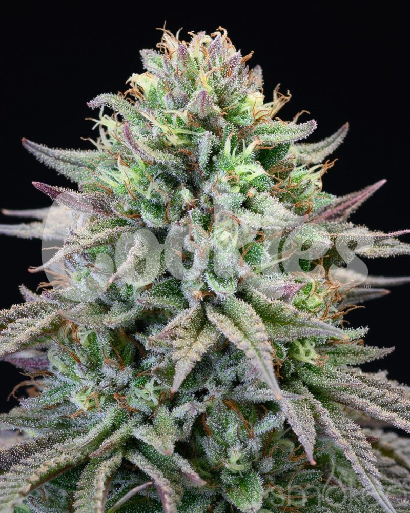 cookies cannabis seeds cherry cooks 29729149026406