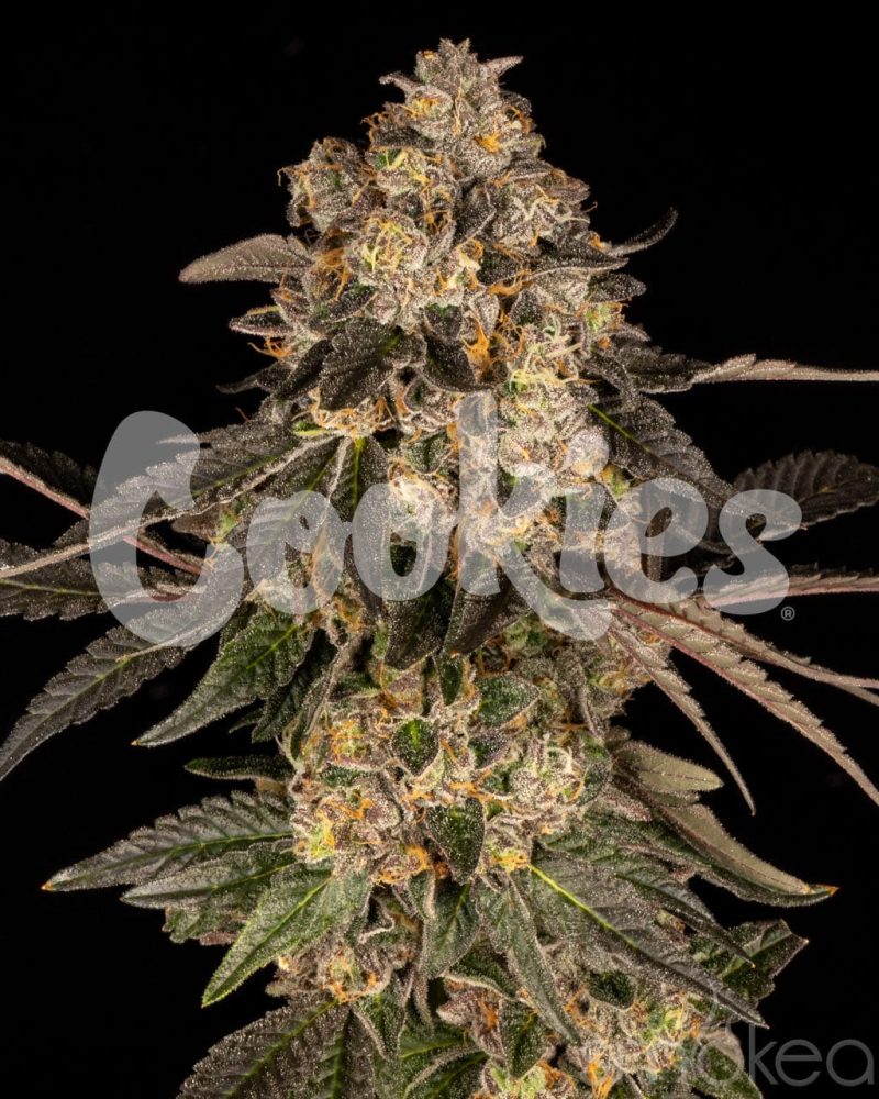 cookies cannabis seeds cherry fritter 29729150763110