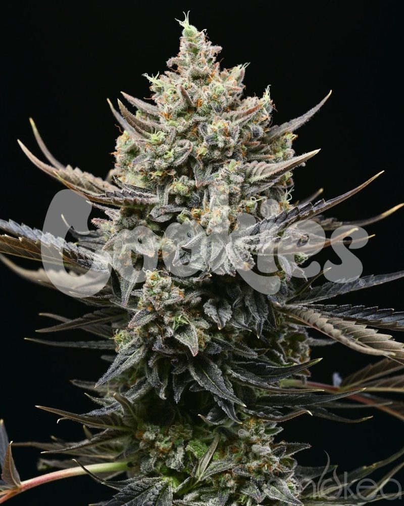 cookies cannabis seeds corn syrup 29729169211494