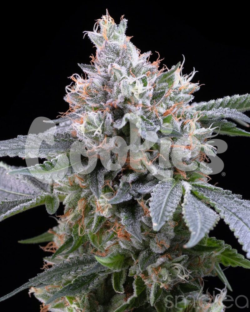 cookies cannabis seeds dirty diana 29729172914278