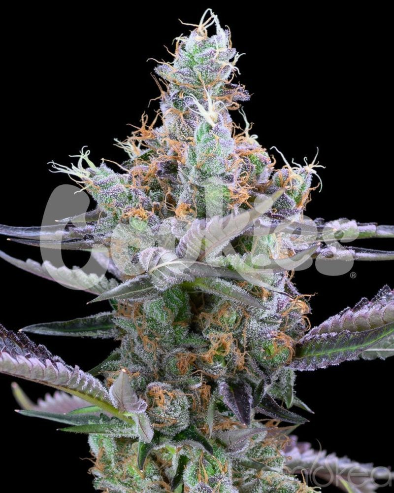 cookies cannabis seeds dirty money 29729173799014