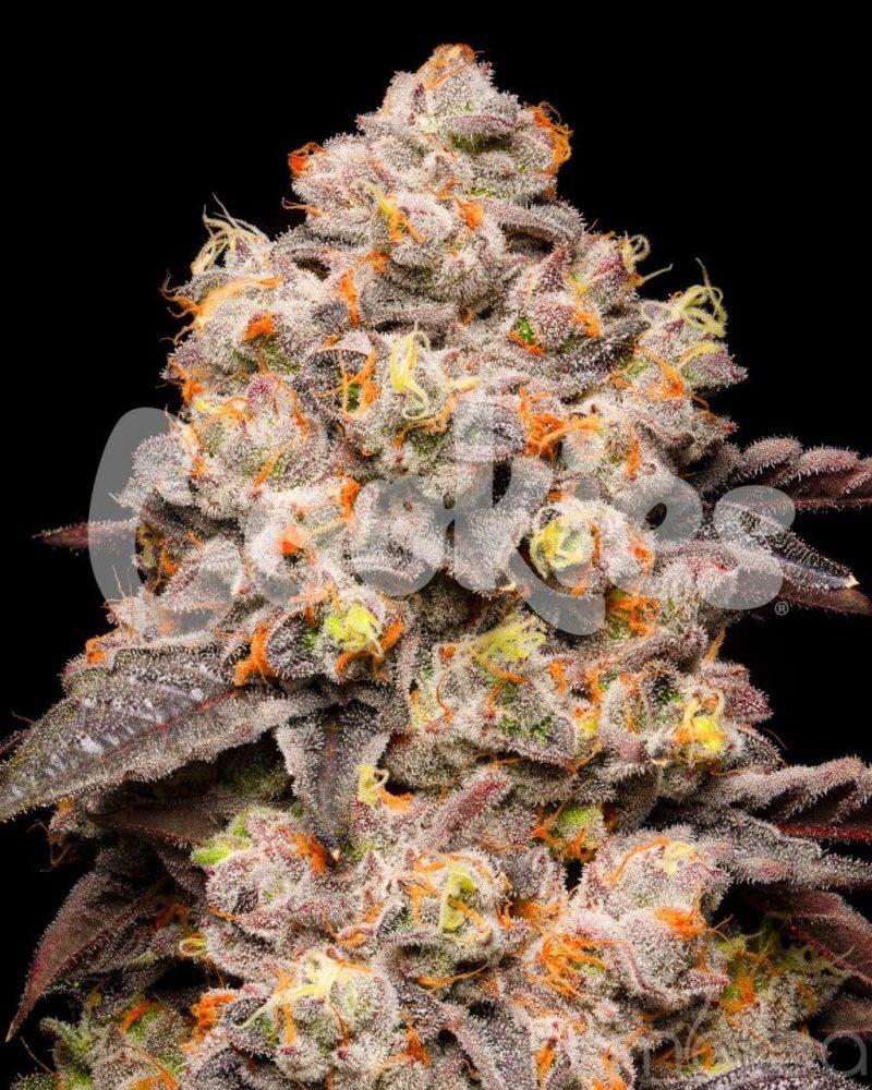 cookies cannabis seeds dried fruit 29729175240806