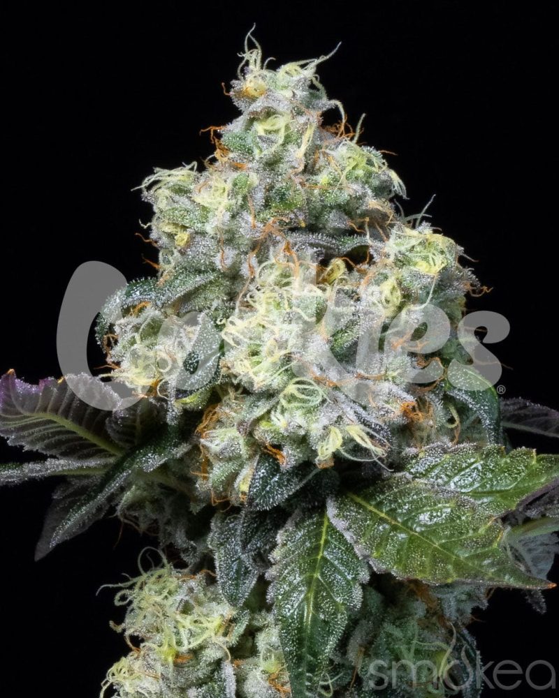 cookies cannabis seeds elephant trunk 29729177010278