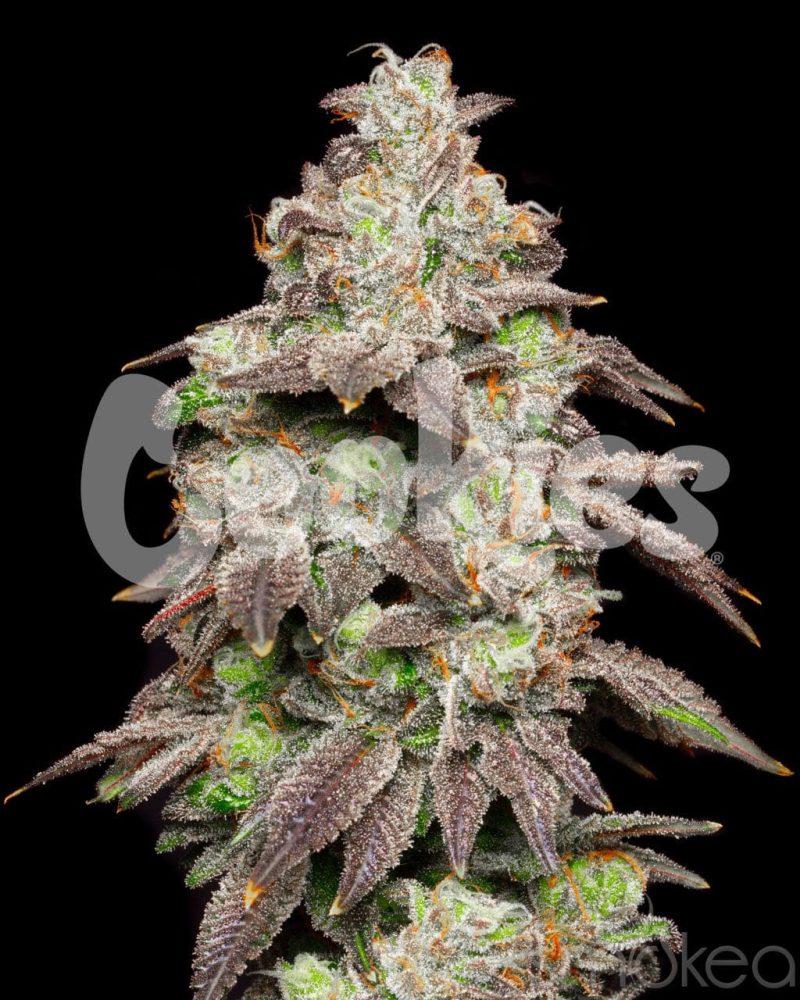 cookies cannabis seeds fried banana 29729178812518