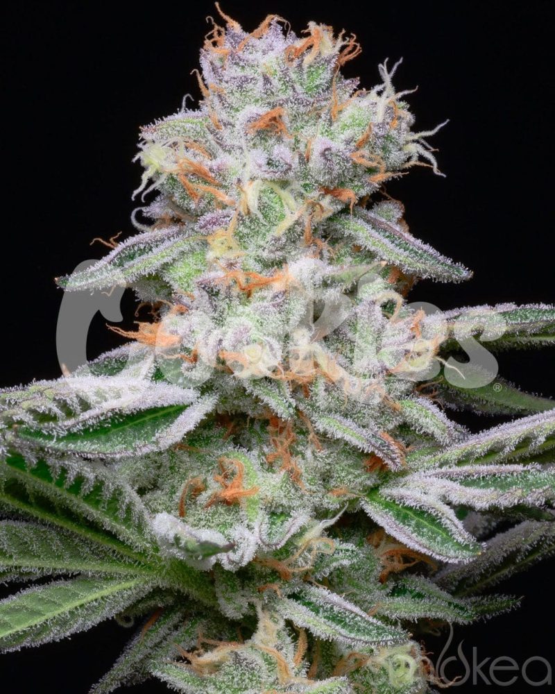 cookies cannabis seeds grapefruitz 29729181597798