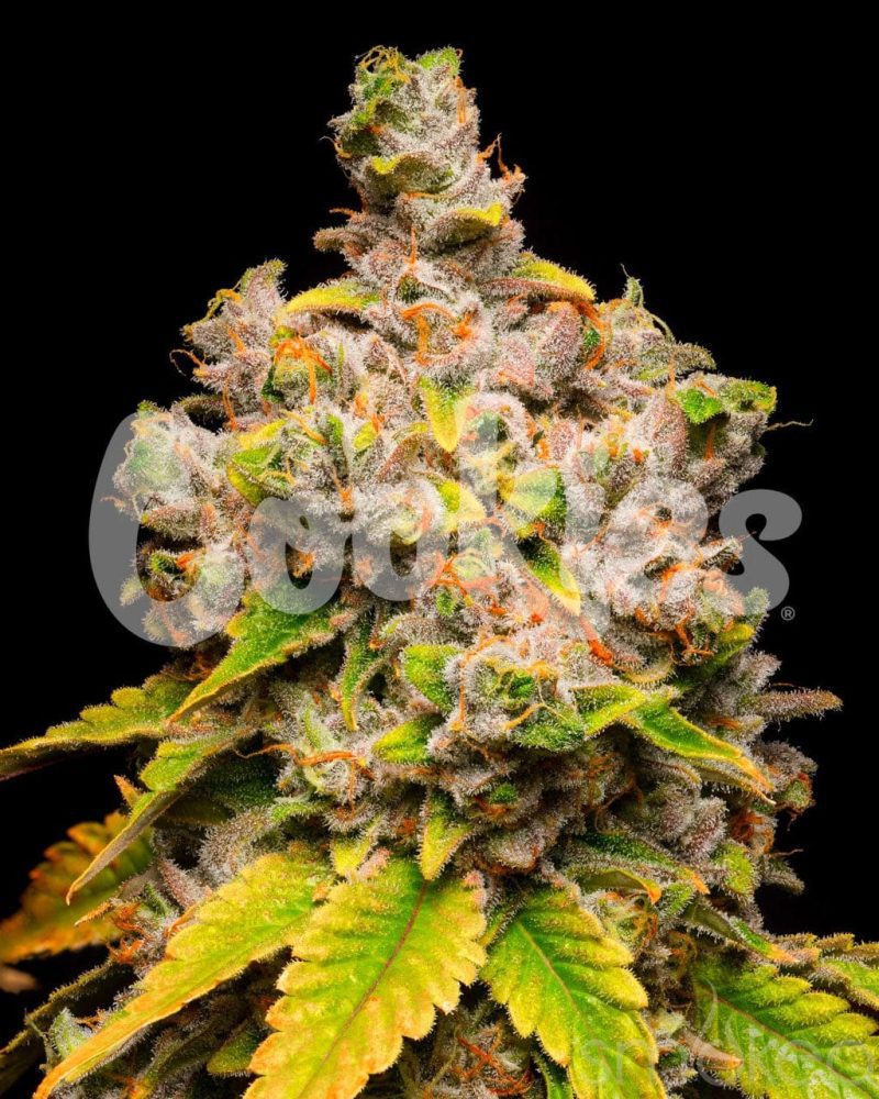 cookies cannabis seeds lemon cherry sherb 29729183760486