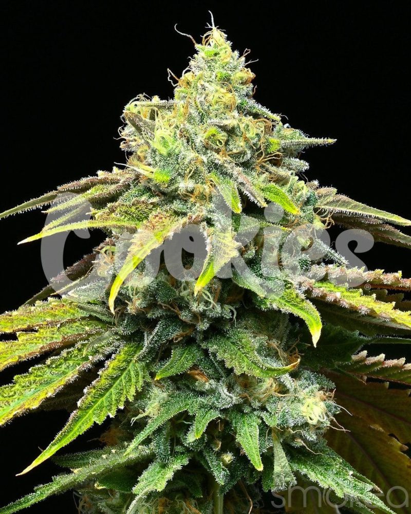 cookies cannabis seeds motor city 29729186349158