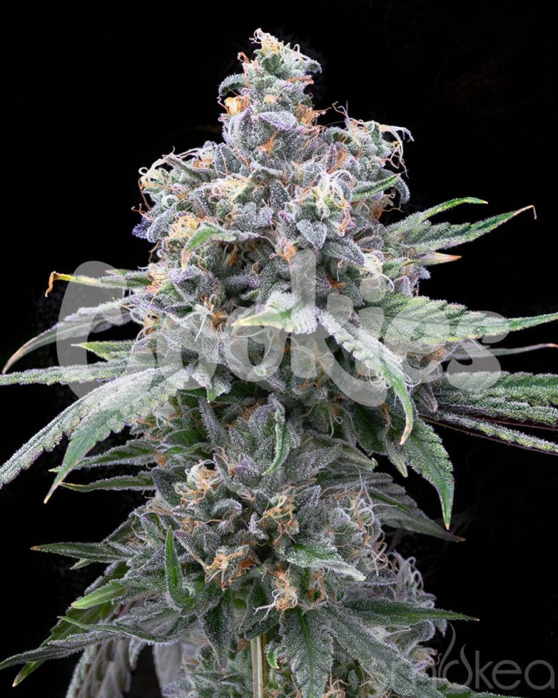 cookies cannabis seeds pie piss 29729187922022