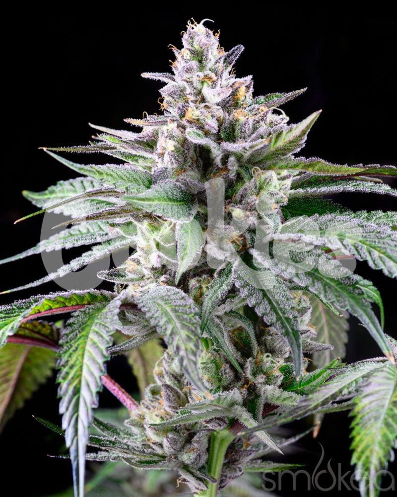 cookies cannabis seeds sunsetz 29729188216934