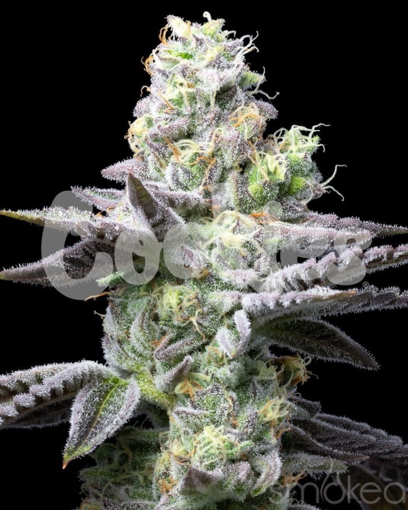 cookies cannabis seeds wet wet 29729189134438