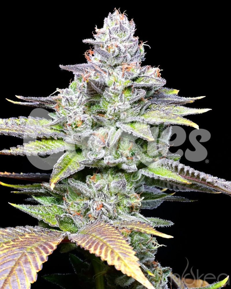 cookies cannabis seeds white sherb 29729189789798